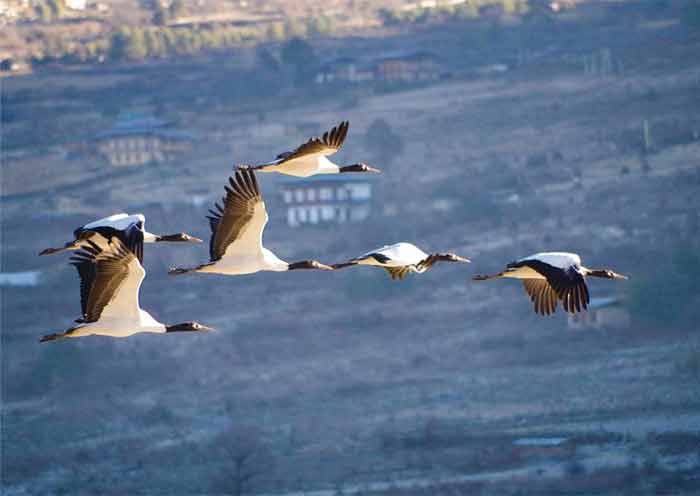 8 Days Bhutan Group Tour with Phobjikha Valley (Nature & Birding) - 2