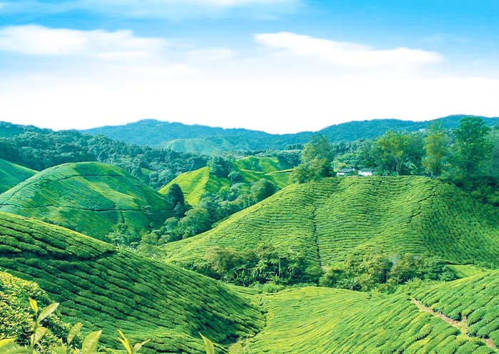 8 Days Kuala Lumpur to Penang Tour via Cameron Highlands - Classic Malaysia - 1