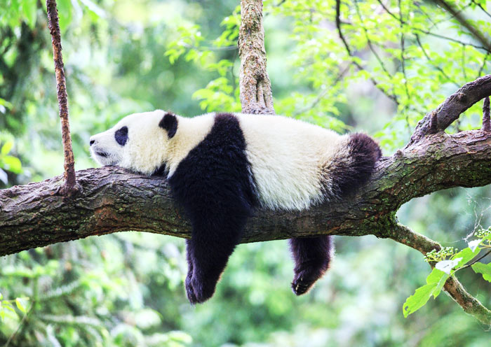 Sichuan Tours 2026