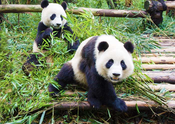 15 Days China Land & Water Small Group Tour: Chongqing, Pandas & Yangtze Cruise - 4