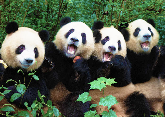 3 Days Chengdu Group Tour to See Giant Pandas & Ancient Shu Civilization - 3