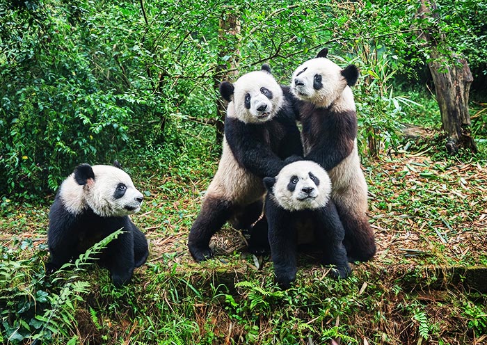 17 Days Chi a Highlights Tour  with Holy Tibet Discovery & Chengdu Pa das - 3