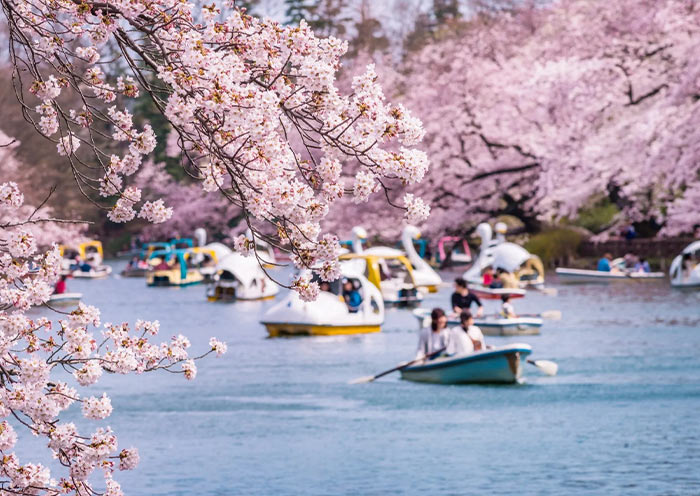10 Days Japan Spring Tour - Sakura Cherry Blossom Tour to Tokyo, Mt. Fuji, Kyoto & Osaka