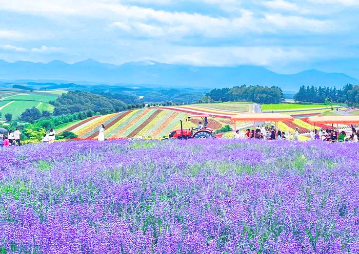 8 Days Hokkaido Summer Tour: Colorful Family Vacation on Hokkaido Island