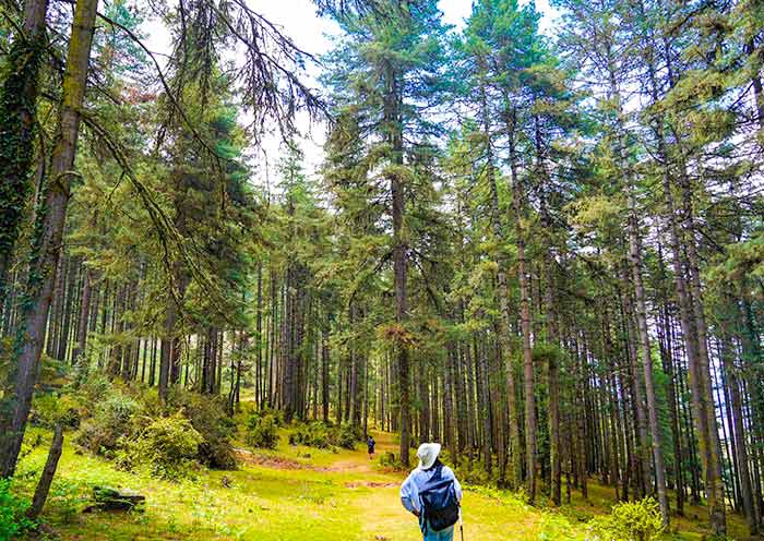 8 Days Bhutan Group Tour with Phobjikha Valley (Nature & Birding)