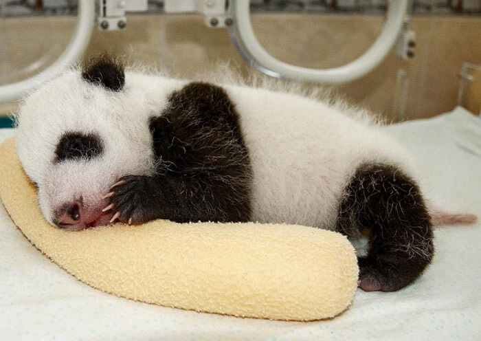 3 Days Chengdu Group Tour to See Giant Pandas & Ancient Shu Civilization - 2