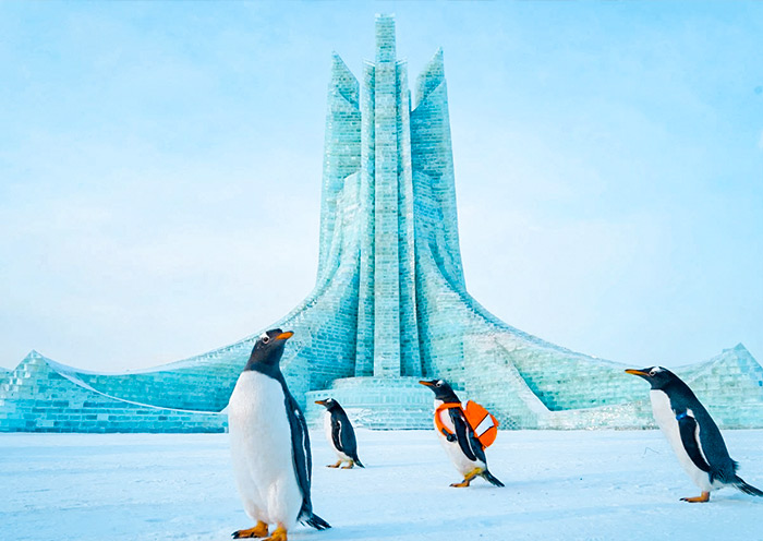 5 Days Shanghai Harbin Ice Festival Tour: Urban Glitz Meet Icy Bliss - 2