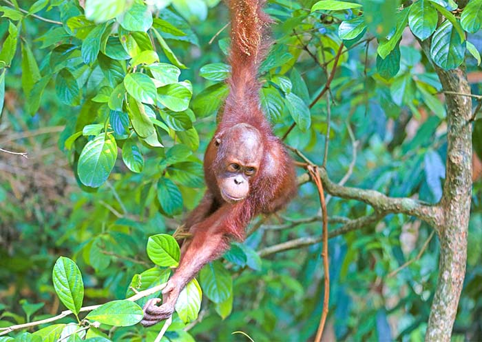 9 Days Borneo Wildlife Tour: From Kuala Lumpur to Sabah Adventure - 3