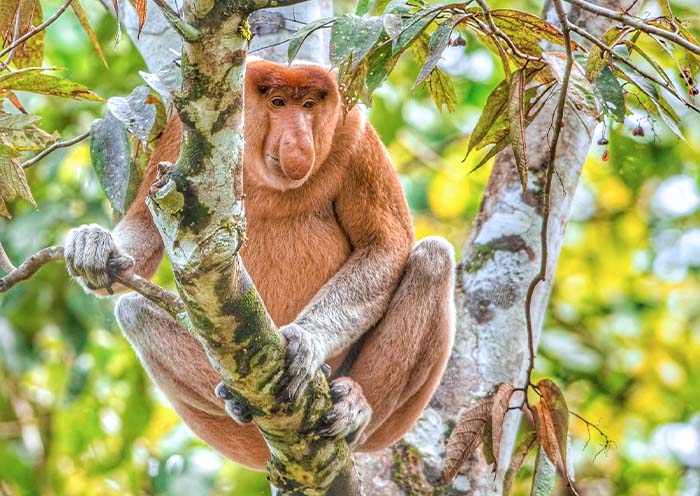 9 Days Borneo Wildlife Tour: From Kuala Lumpur to Sabah Adventure - 4