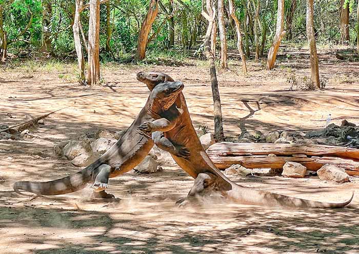 8 Days Bali Komodo Tour: Diverse Bali to Wild Komodo Dragon - 1
