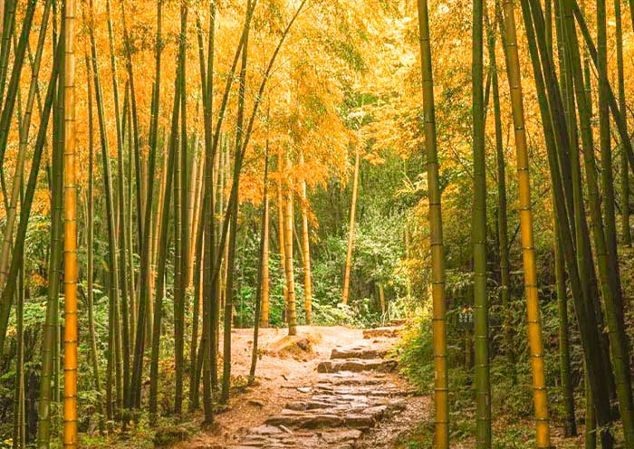 1 Day Moga sha  Tour  from Ha gzhou: Moga sha  Villas & Bamboo Fo est - 4