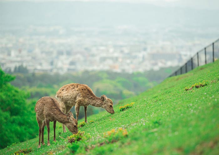 10 Days Japan Tour: New Golden Route with Hiroshima & Uji (Osaka to Tokyo) - 4