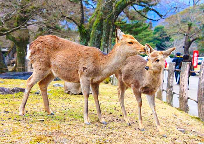 8 Days Classic Japan Tour with Mt. Fuji - Tokyo, Kyoto, Nara & Osaka - 4