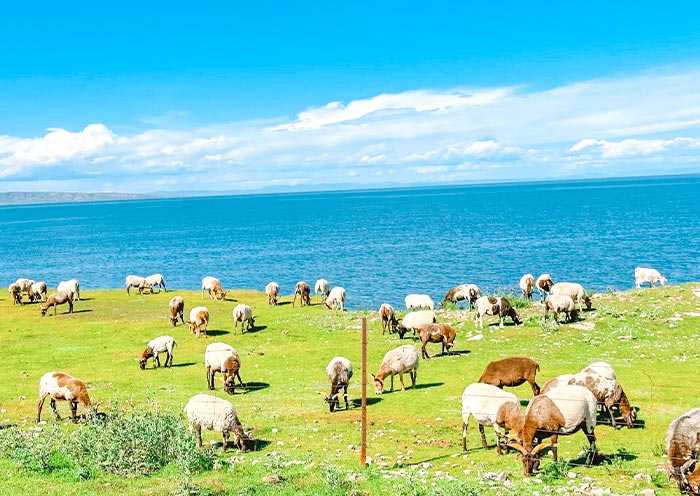 7 Days Qinghai Gansu Classic Tour: Nature & Legendary Silk Road Legacies - 4