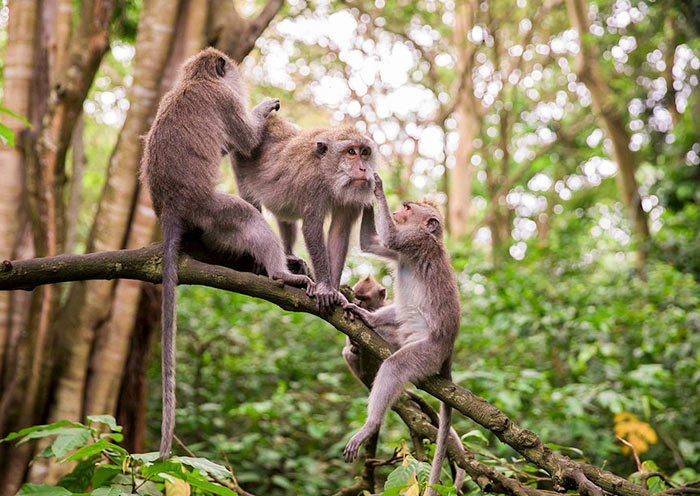 7 Days Bali Family Tour: Wildlife, Waterparks, Culture & Island Fun - 3