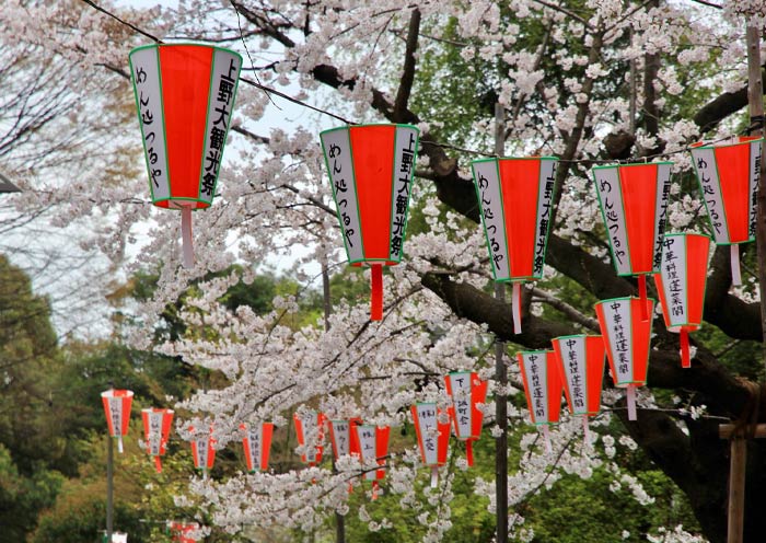 9 Days Japan Cherry Blossom Tour 2026: Most Popular Sakura Tour in Group - 3