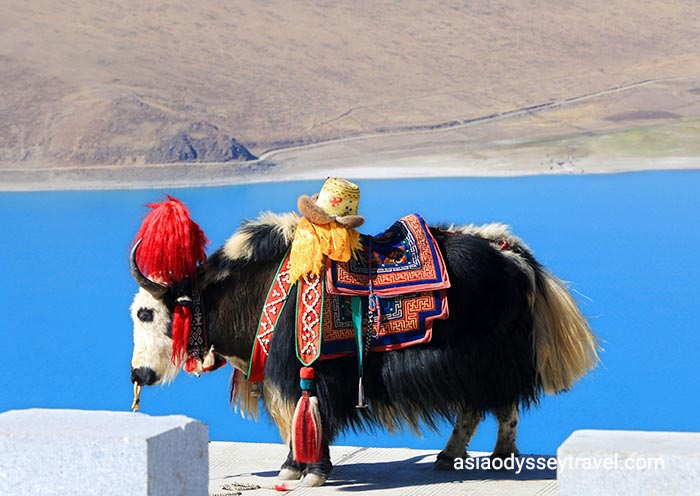 5 Days Lhasa to Yamdrok Lake Group Tour: Faith, Culture & Holy Lake